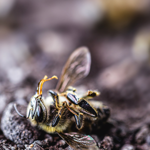 Pesquisadores desenvolvem tecnologia capaz de proteger abelhas de inseticidas