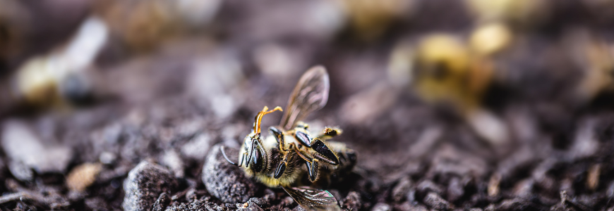 abelha morta
