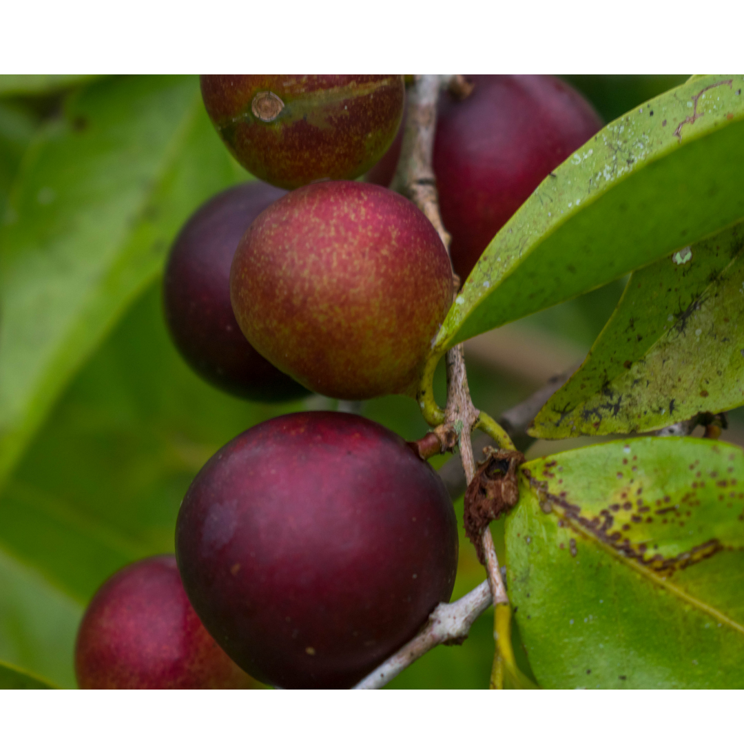 Camu Camu A Fruta Brasileira Rica Em Vitamina C