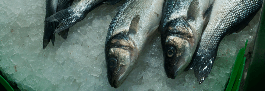 Pesquisadores desenvolvem método de identificação de adulteração no pescado