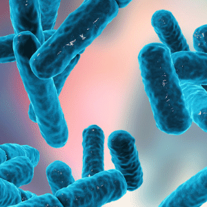Pesquisadores analisam a sobrevivência de probióticos comerciais no trato gastrointestinal