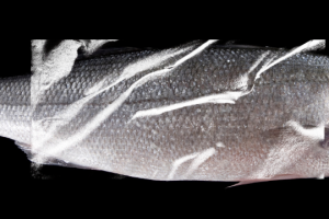 peixe embalagem robalo peixe embalagem robalo